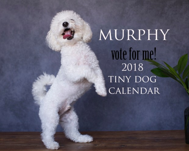 vote murphy